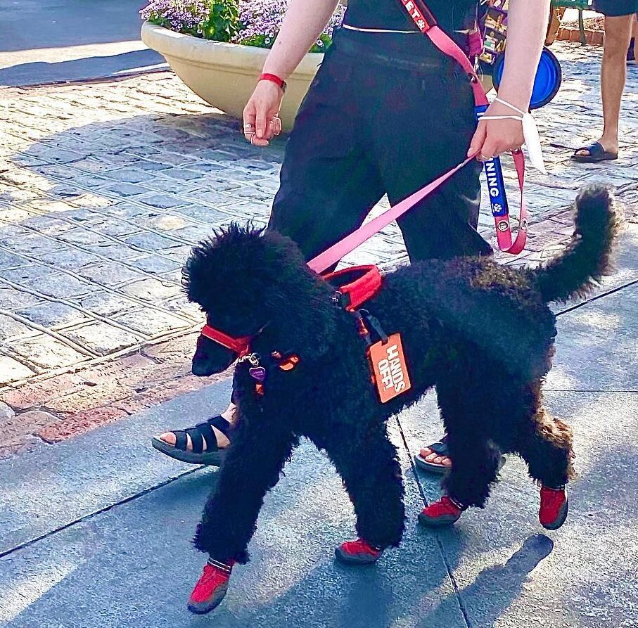 Jinkx as a service dog in training, practicing in her dog shoes