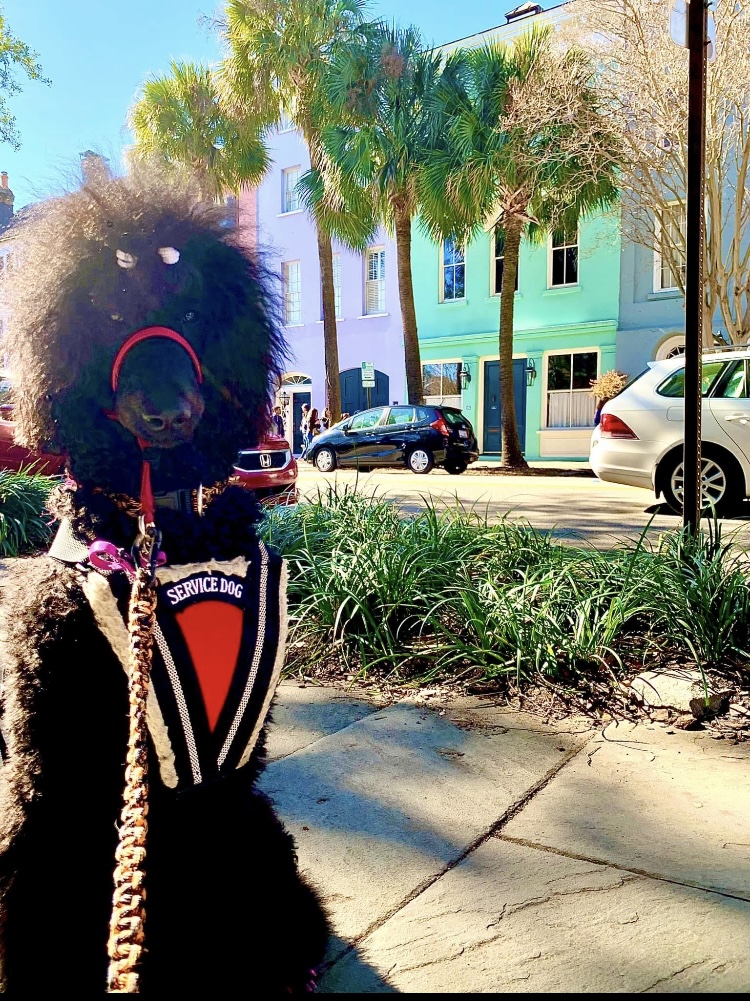 Jinkx wearing a service dog vest in front of Rainbow Row in Charleston, South Carolina