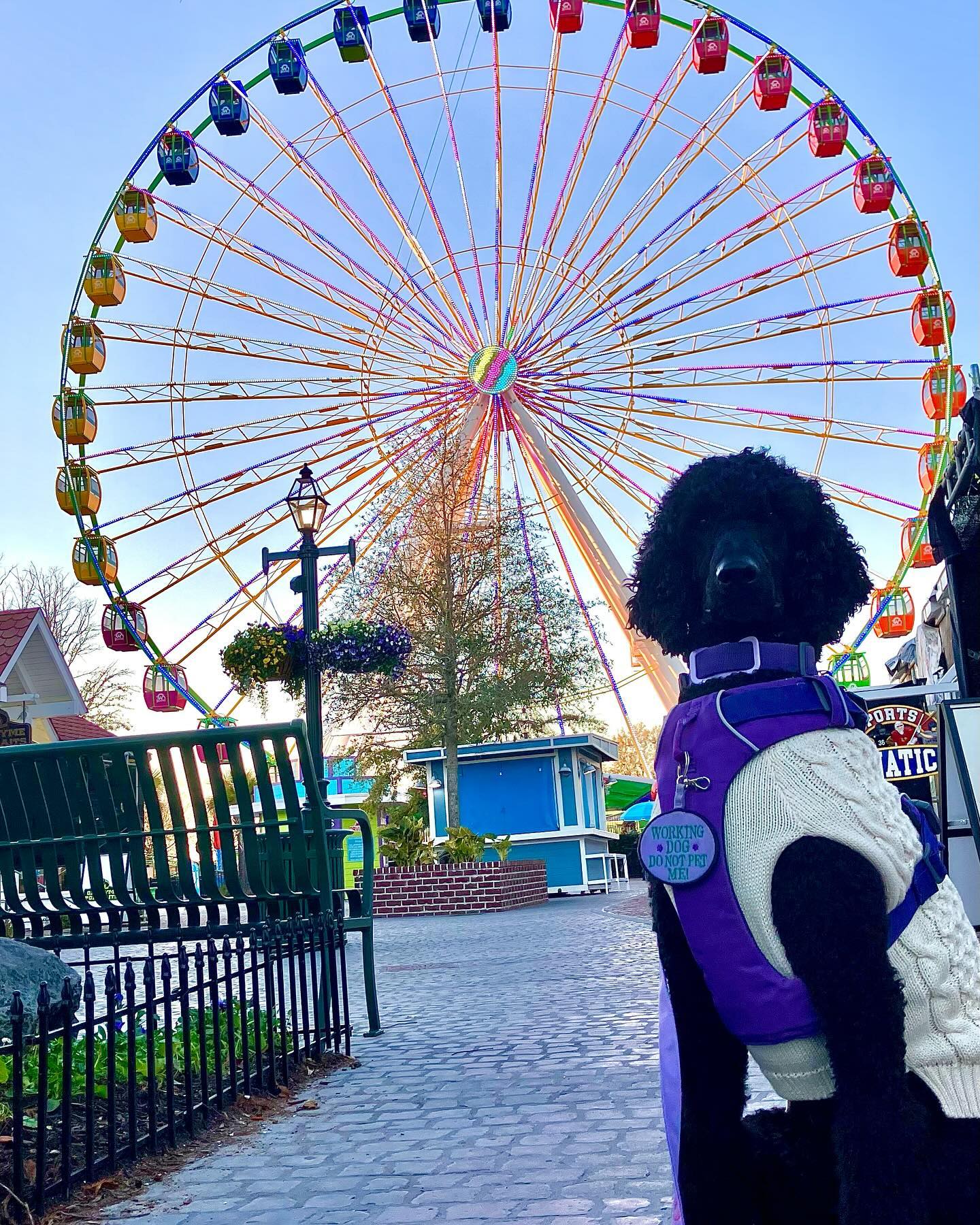 Is Myrtle Beach Service Dog Friendly? What Handlers Should Know About the 5 Main Attractions
