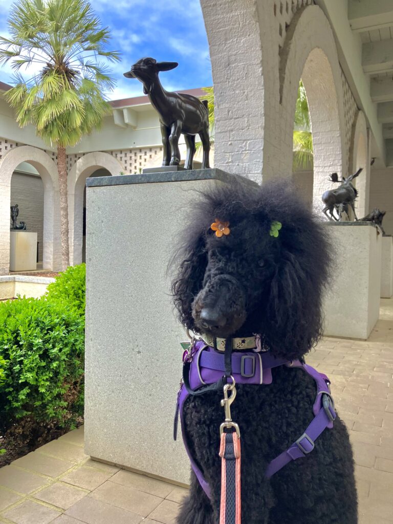 Jinkx wearing a purple service dog vest, sitting next to a lamb sculpture at Brookgreen Gardens