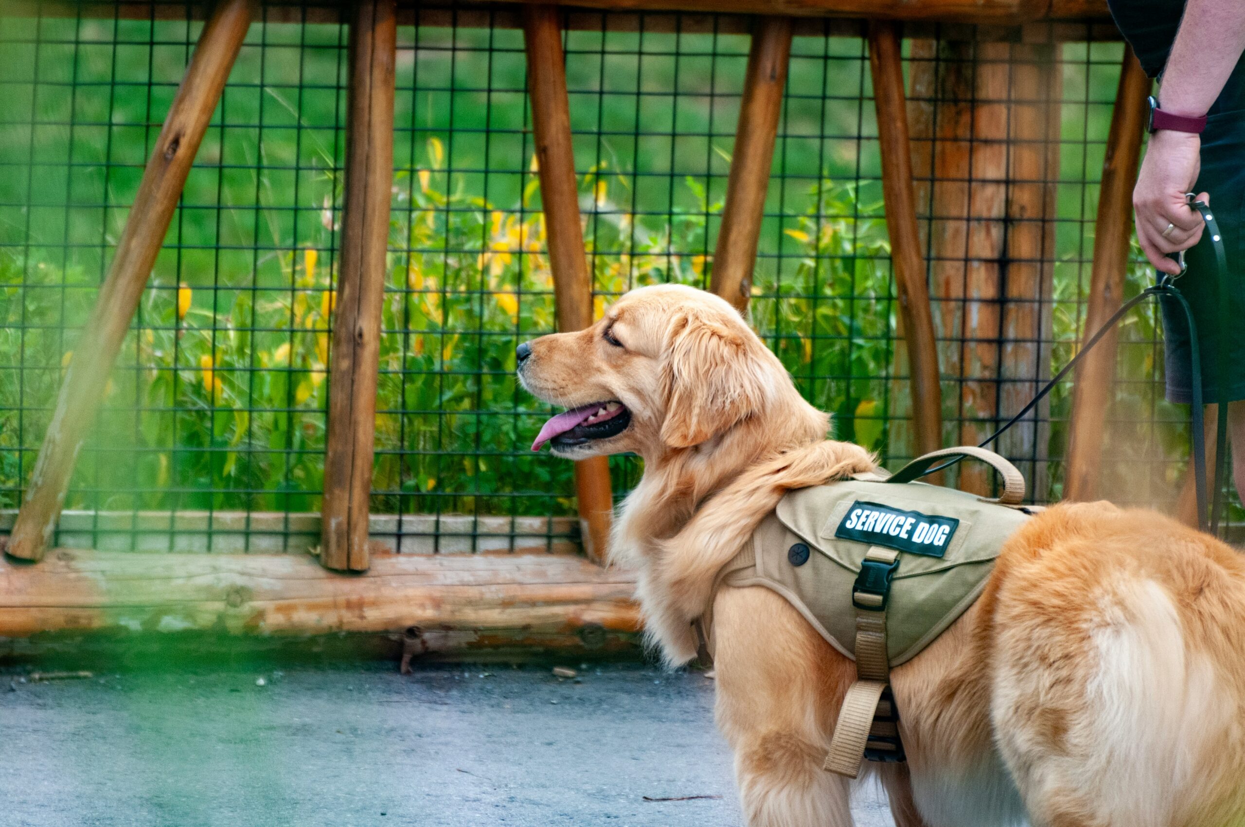 Where Service Dog Access Is Limited: Understanding ADA Exceptions