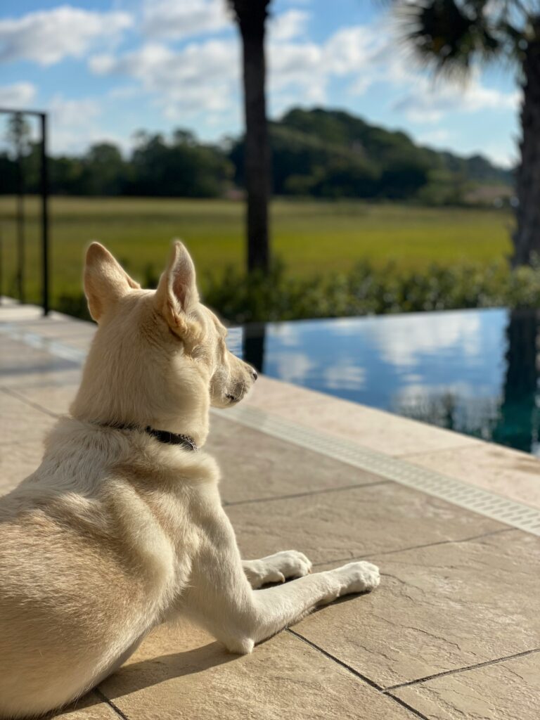 Dog sitting by a pool