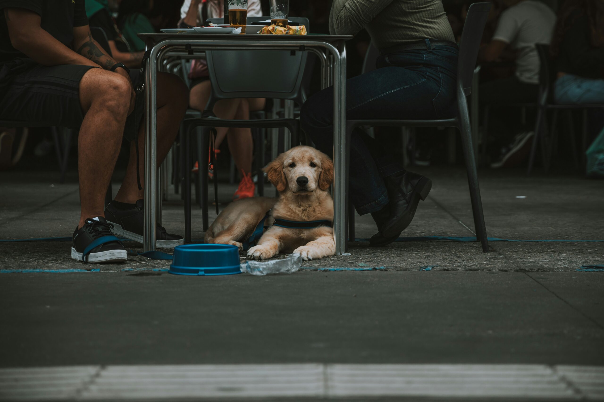 A lab service dog in a vest sitting under a restaurant table.