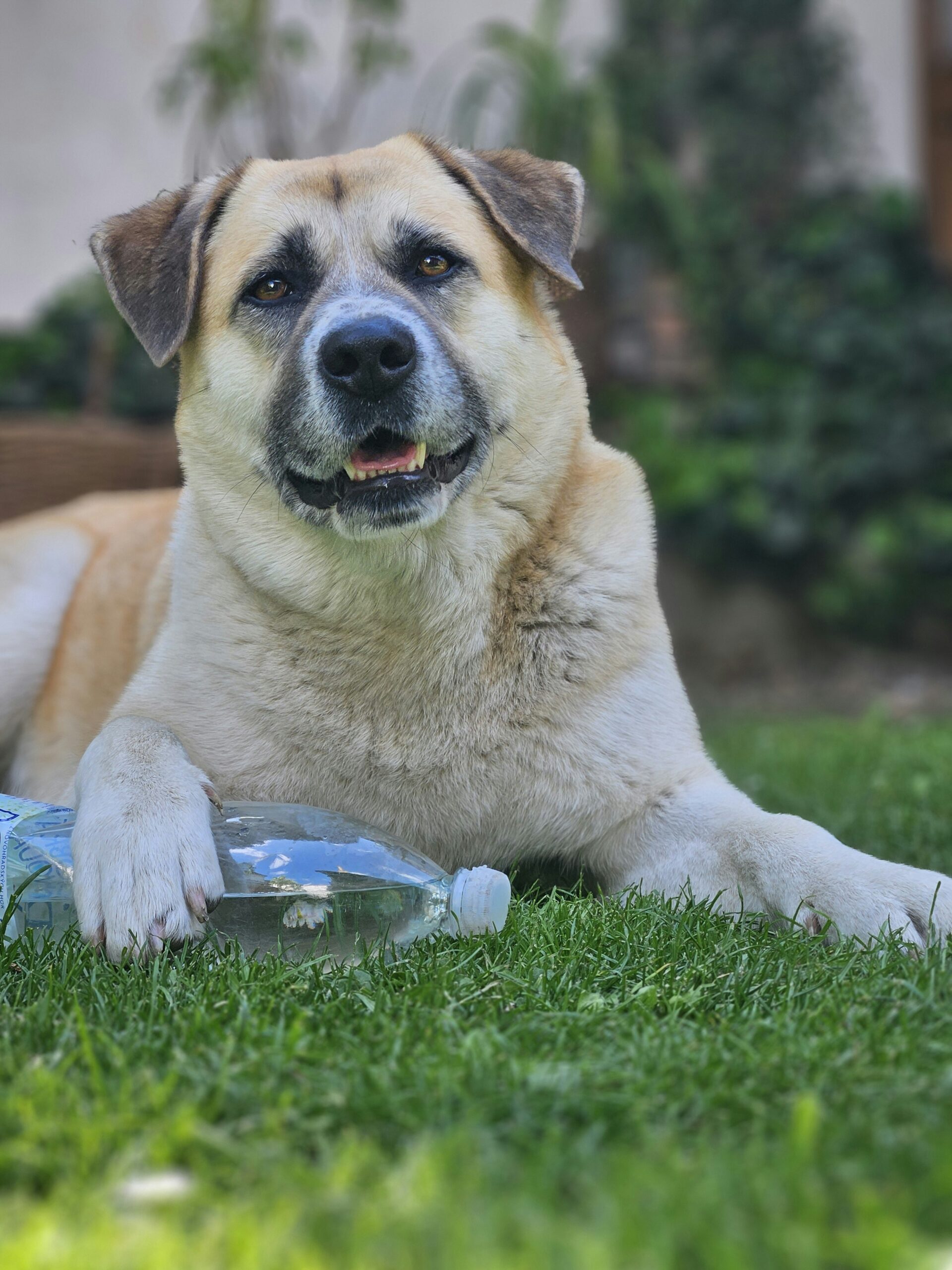 A dog sitting in the grass with a water bottle