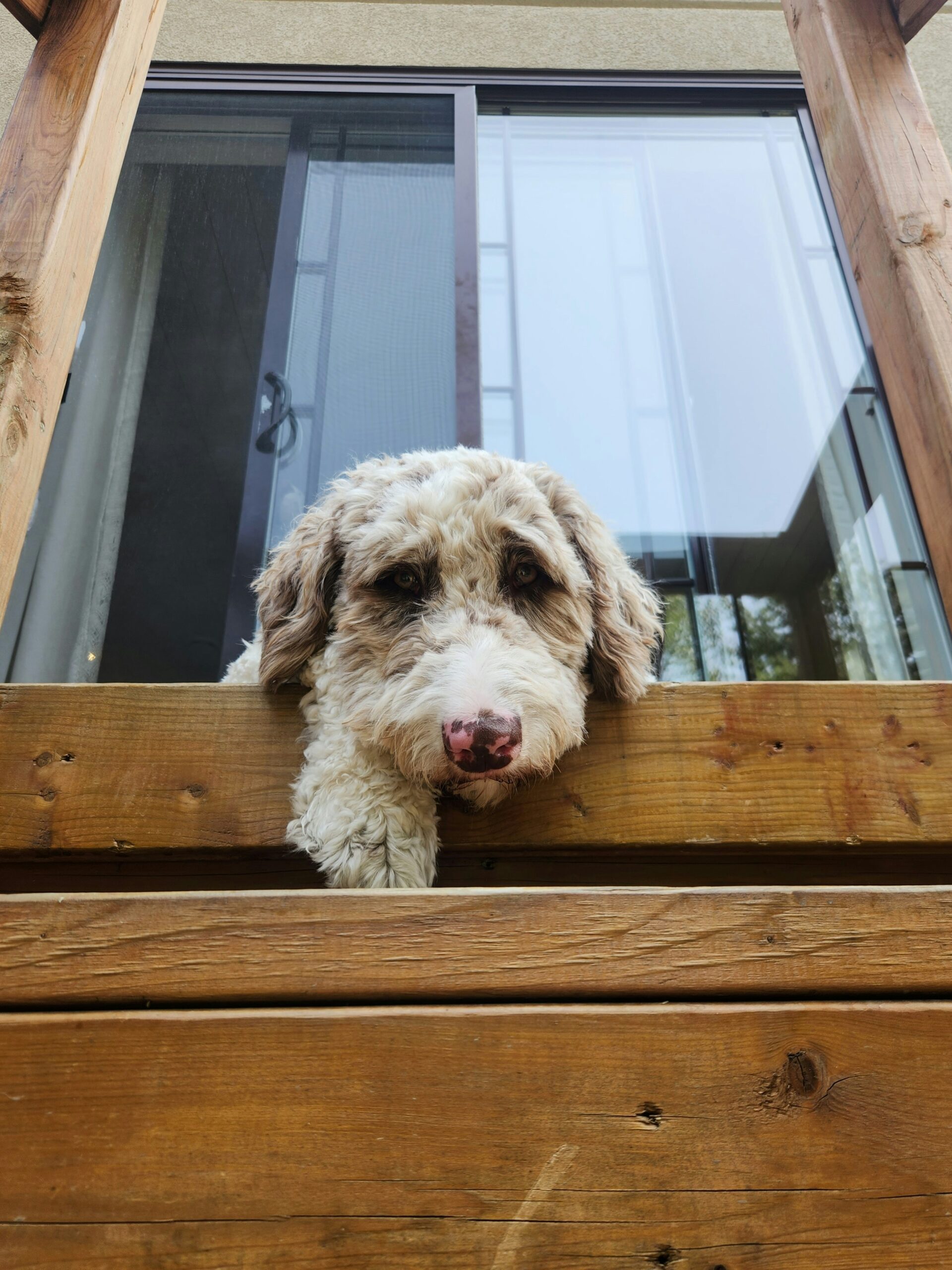 Can Airbnbs Refuse Service Dogs?