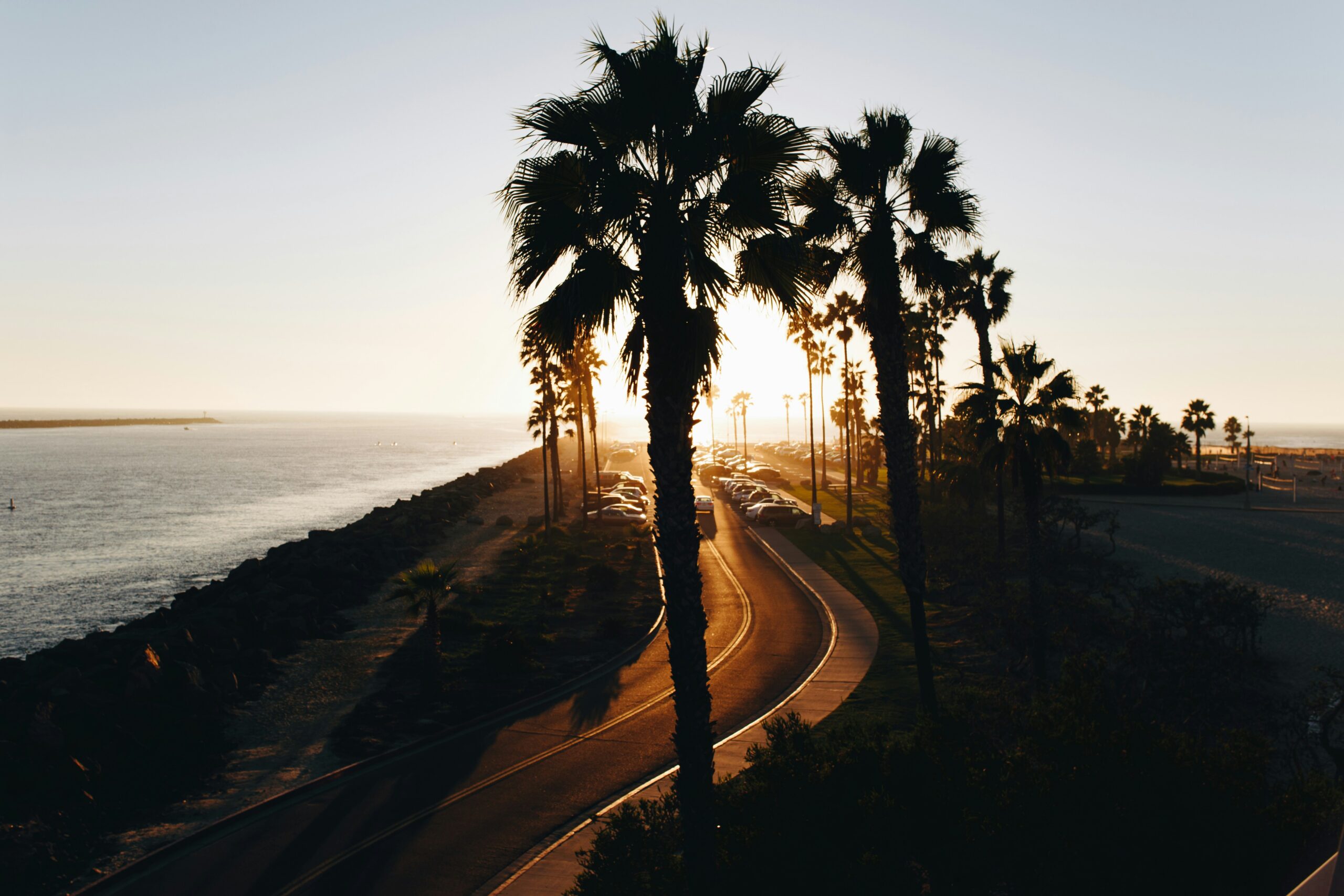Skyline of palm trees and a sunset for a page on California service dog license laws