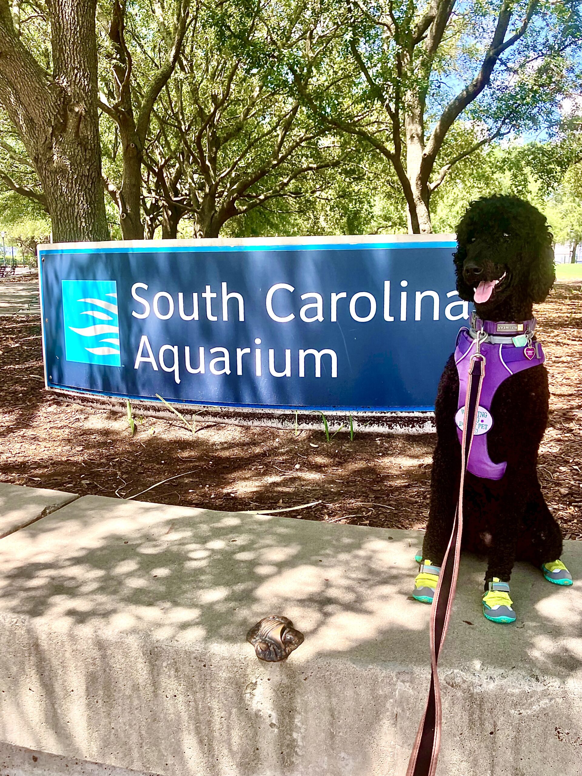 South Carolina Aquarium Service Dog Guide: Accessibility, Exhibits, and Tips