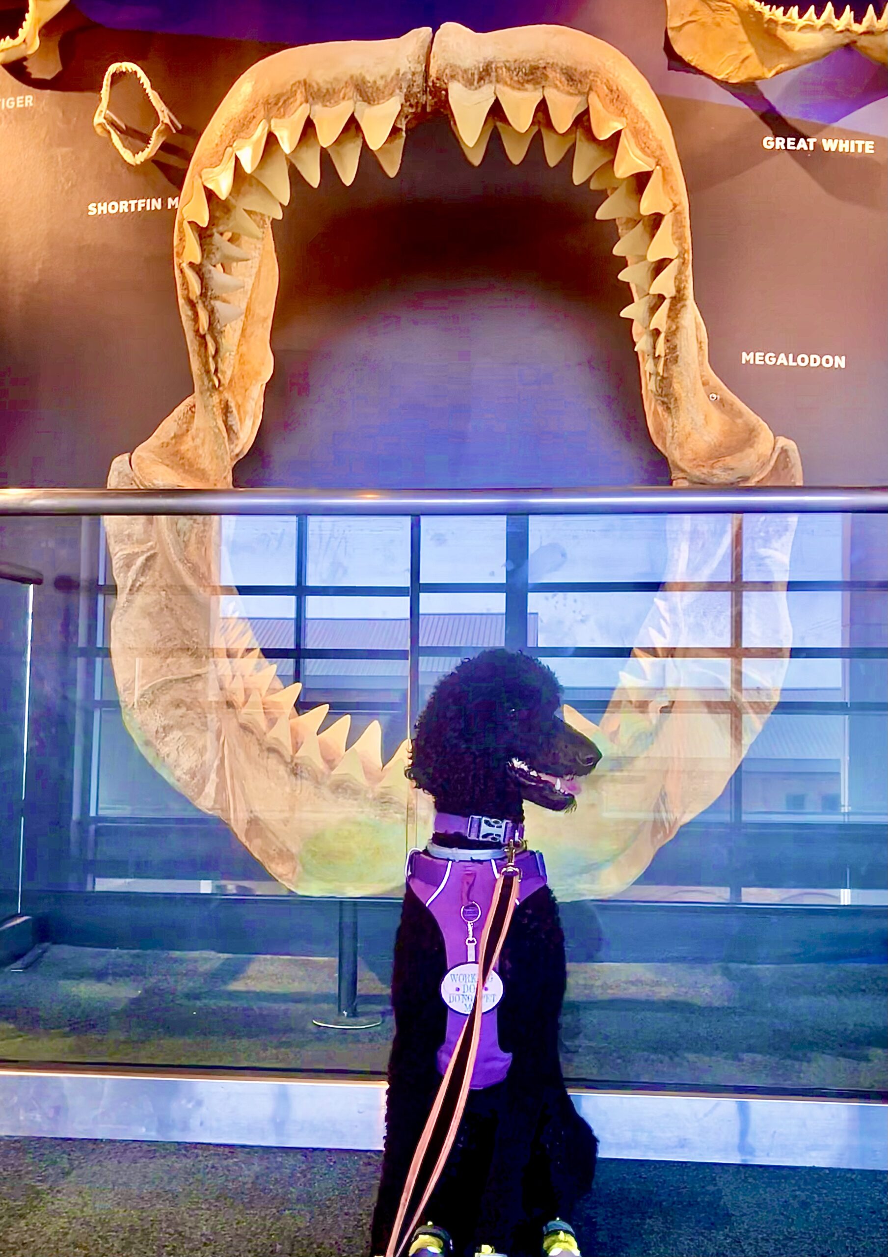 Jinkx the service dog posing in front of an open skeletal mouth at the South Carolina Aquarium
