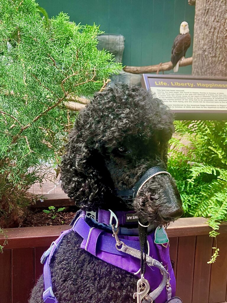 Jinkx the service dog standing in front of Liberty the eagle's exhibit at the South Carolina Aquarium