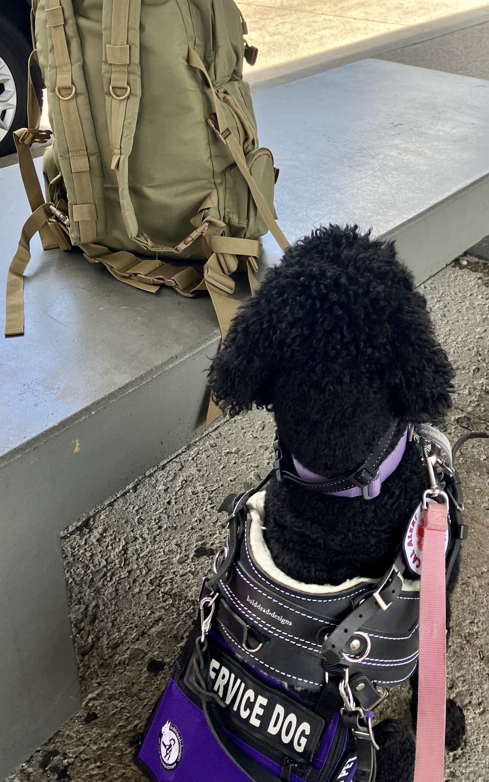 5 Service Dog Patches Under $5