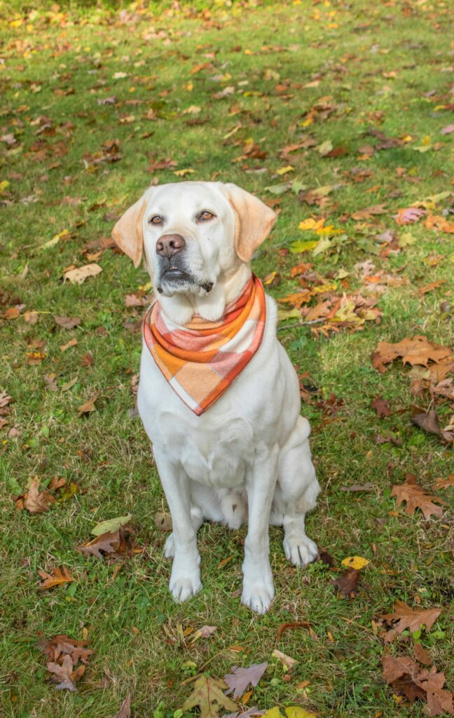 a dog wearing an orange bandana