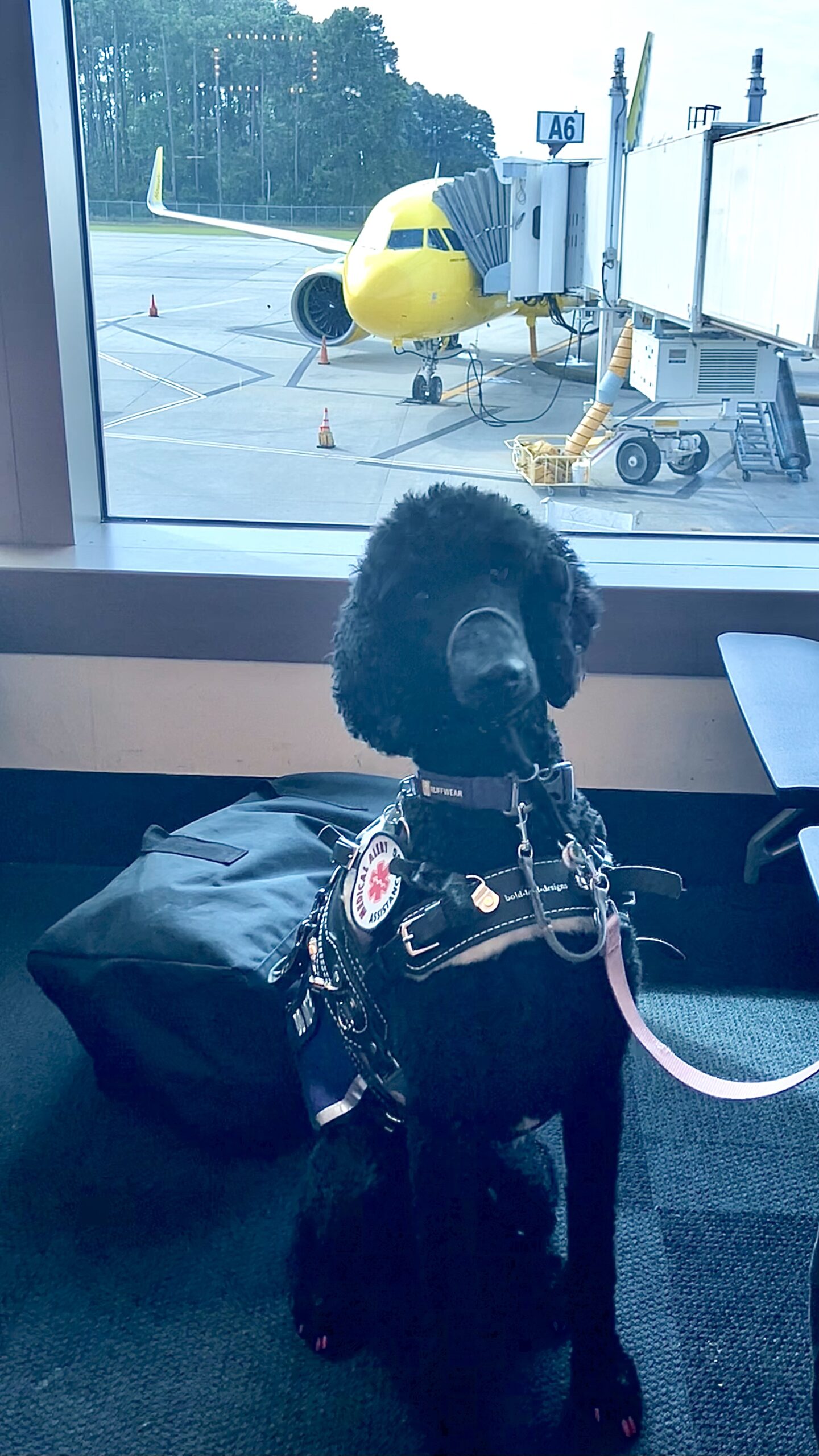 5 Things That Make Flying With a Service Dog Easier