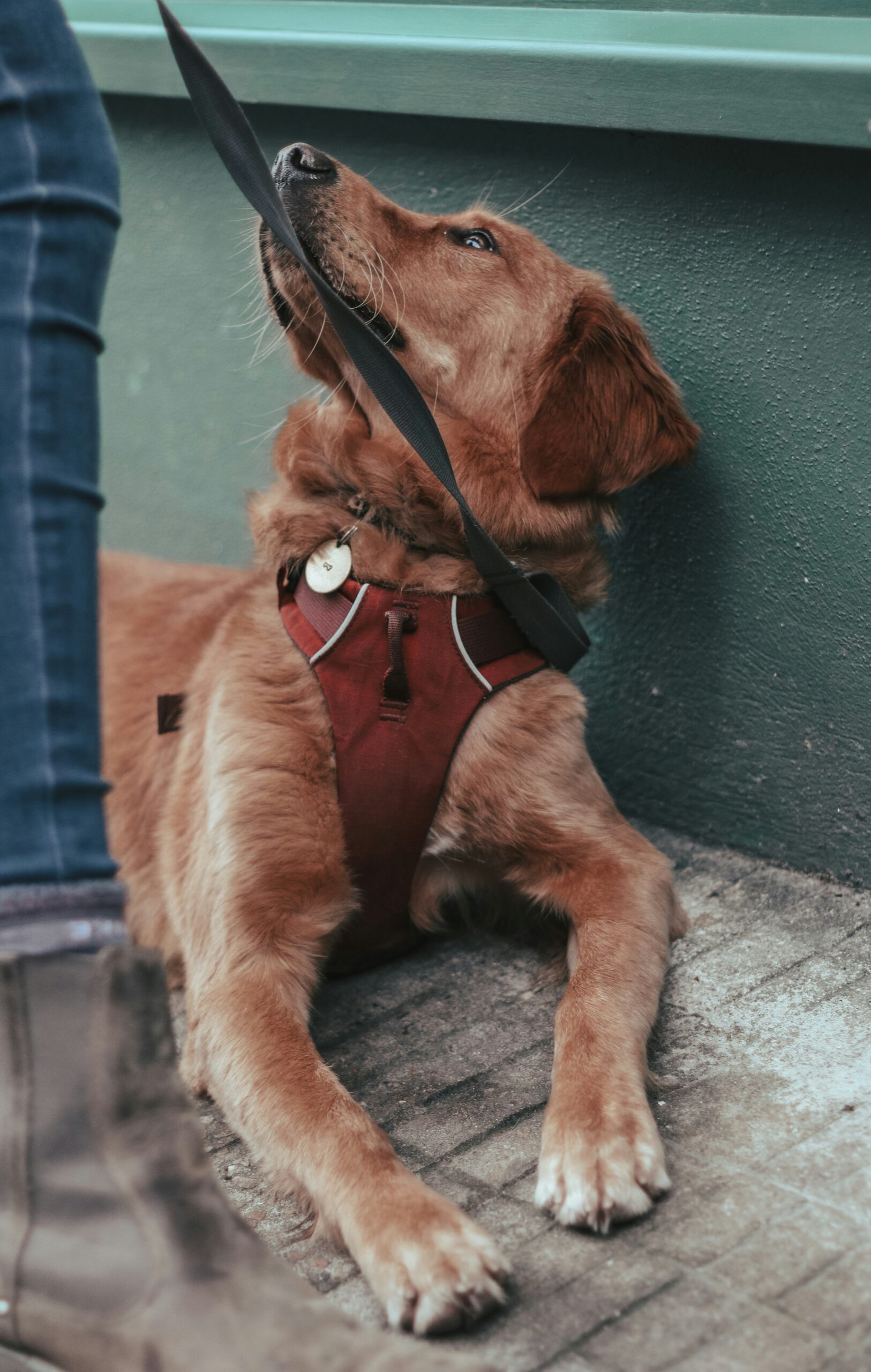 So You’re Going to Owner-Train Your Service Dog? Here’s What You Should Know