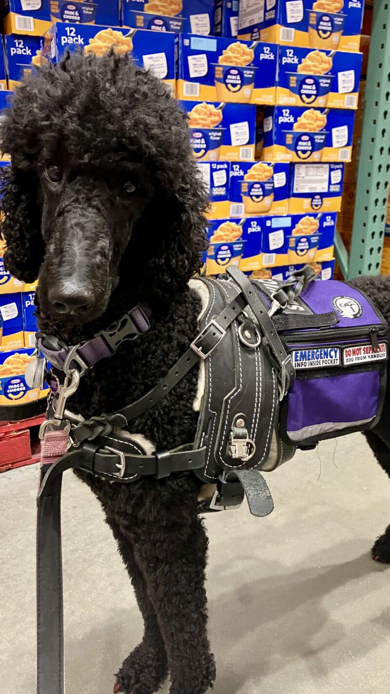 Service dog with medical alert gear including an emergency info inside pocket patch