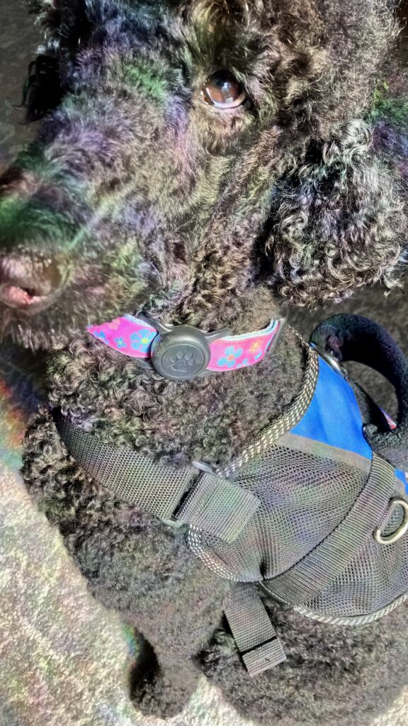 A black standard poodle wearing service dog safety gear, an Airtag secured to her collar 