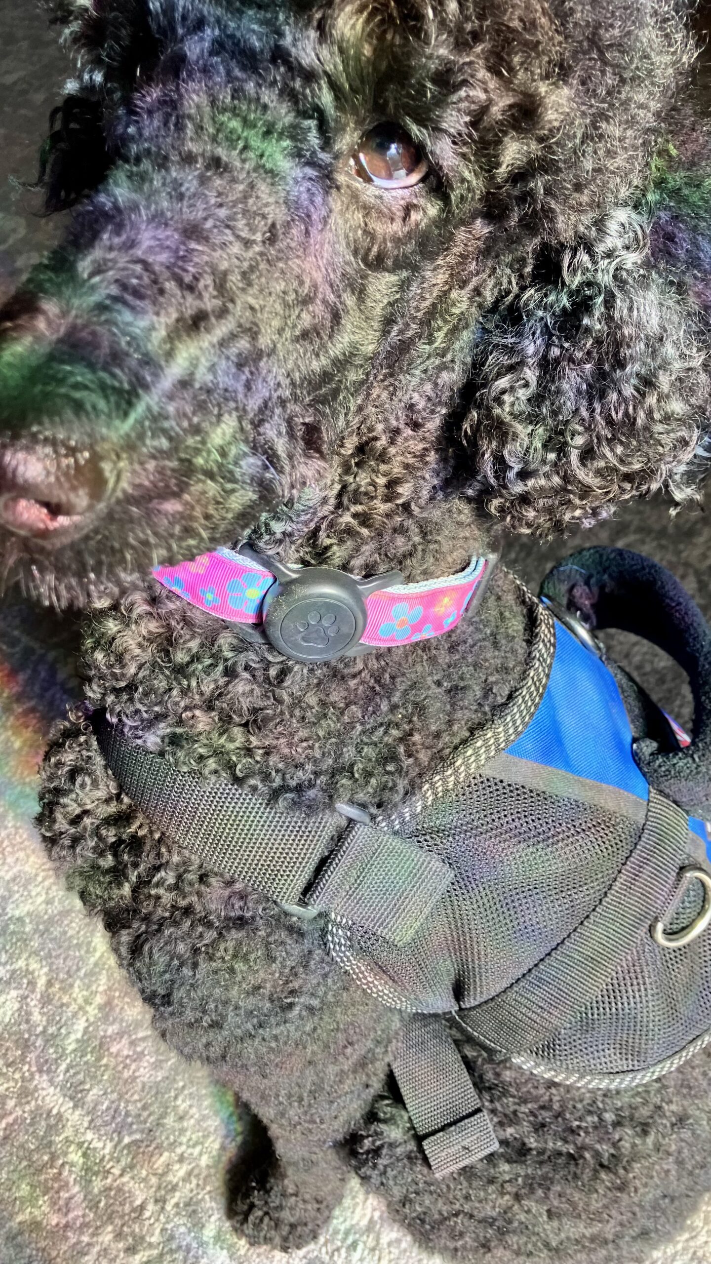 Keep Your Service Dog Safe: Top 5 Safety Gear Picks