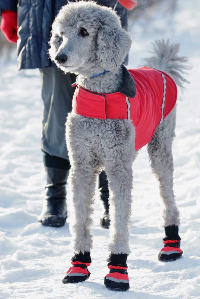 A poodle standing in snow wearing service dog winter gear like boots and a warm vest