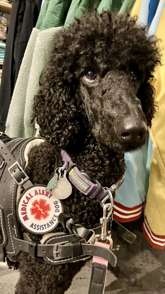 Service dog wearing a medical alert dog patch on her medical alert dog gear