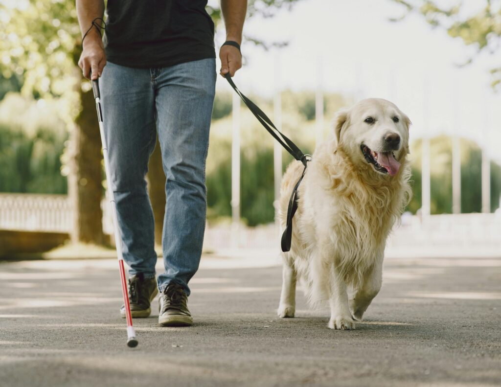 A guide dog and the lower half of a person holding a seeing eye cane
