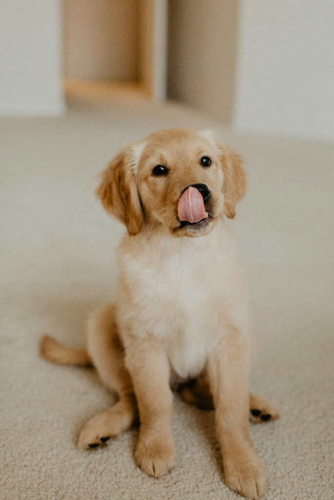 A puppy licking its nose as it looks at the camera
